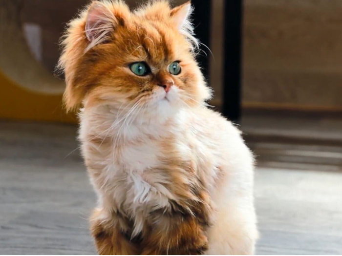 3-Jun-26-2025-12-55-43-3760-AM